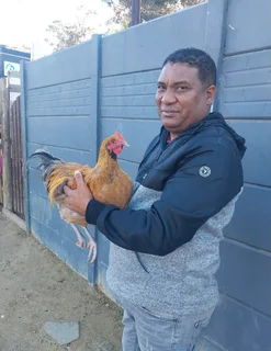 Looking for chickens to buy please