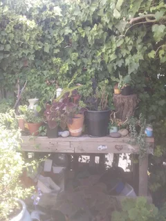 Room to let-twnhse blvl