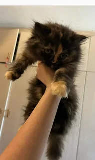 Persian Kitten