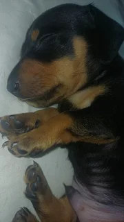 Miniature Dachshund Male Puppy – Black & Tan