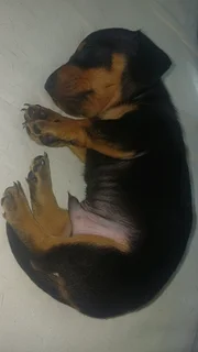 Miniature Dachshund Male Puppy – Black &amp; Tan