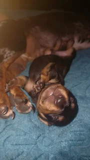 Miniature Dachshund Male Puppy – Black &amp; Tan