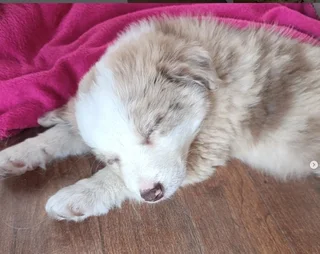 Red Merle Pure Bred Border Collie Puppies