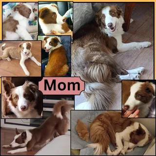 Red Merle Pure Bred Border Collie Puppies