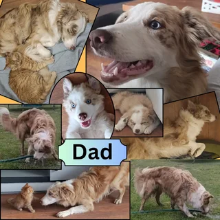 Red Merle Pure Bred Border Collie Puppies