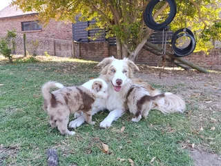 Red Merle Pure Bred Border Collie Puppies