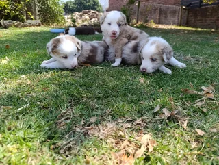 Red Merle Pure Bred Border Collie Puppies