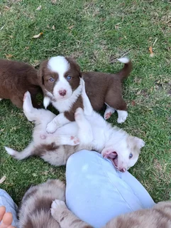 Red Merle Pure Bred Border Collie Puppies