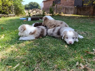Red Merle Pure Bred Border Collie Puppies