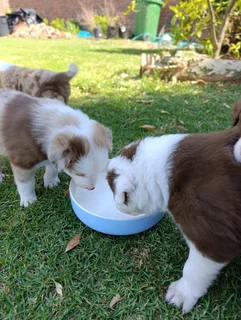 Red Merle Pure Bred Border Collie Puppies