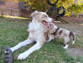 Red Merle Pure Bred Border Collie Puppies