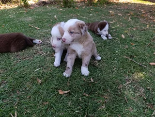 Red Merle Pure Bred Border Collie Puppies