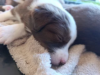 Red Merle Pure Bred Border Collie Puppies