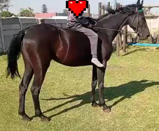 Saddle horse mare (Registered)