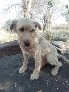 Male Jack Schnauzer