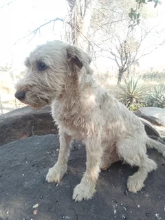 Male Jack Schnauzer