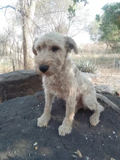 Male Jack Schnauzer