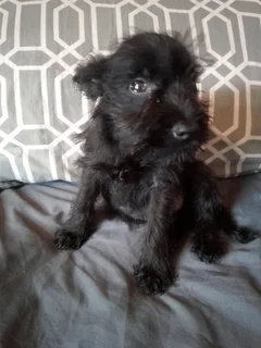 Cute Female Jack Schnauzer Puppies