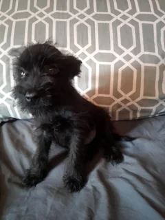 Cute Female Jack Schnauzer Puppies
