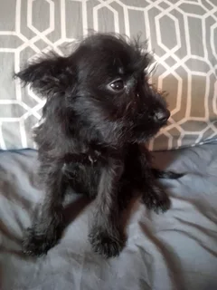 Cute Female Jack Schnauzer Puppies