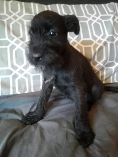 Cute Female Jack Schnauzer Puppies