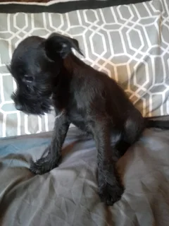 Cute Female Jack Schnauzer Puppies