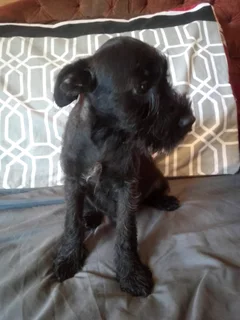 Cute Female Jack Schnauzer Puppies