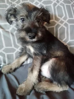 Cute Male Jack Schnauzer Puppies