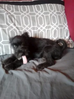 Cute Male Jack Schnauzer Puppies