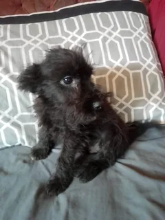 Cute Male Jack Schnauzer Puppies