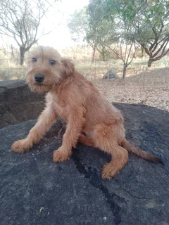 Purebred Female Irish Terrier Pups