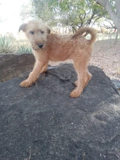 Purebred Female Irish Terrier Pups