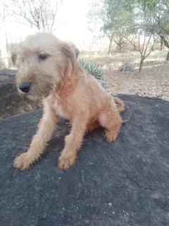 Purebred Female Irish Terrier Pups