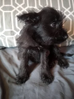 Cute Female Jack Schnauzer Puppies