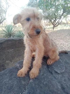 Purebred Female Irish Terrier Pups