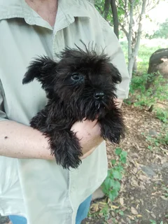 Cute Female Jack Schnauzer Puppies