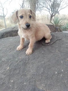 Cute Jack Schnauzer Female Pup
