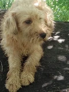 Male Jack Schnauzer Pups