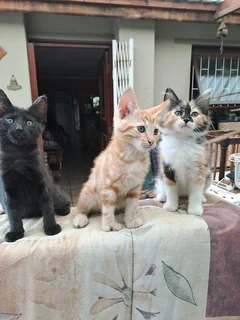 Kittens looking for a loving home