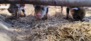 Kolbroek X piglets