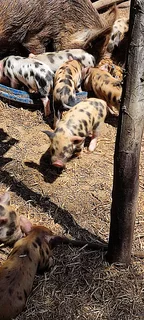Kolbroek X piglets