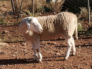 Meatmaster Ram for Sale