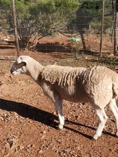 Meatmaster Ram for Sale