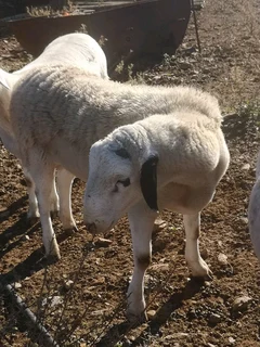 Meatmaster Ram for Sale