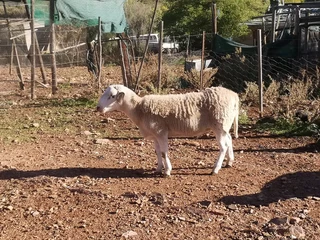 Meatmaster Ram for Sale