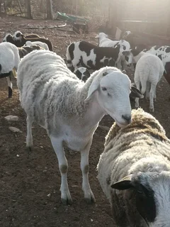 Meatmaster Ram for Sale