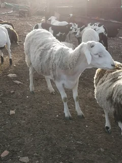 Meatmaster Ram for Sale