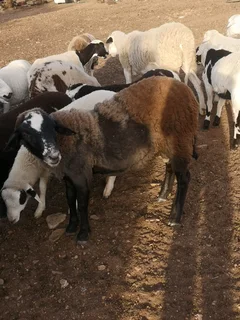 One Year old MeatMaster Ram for sale.