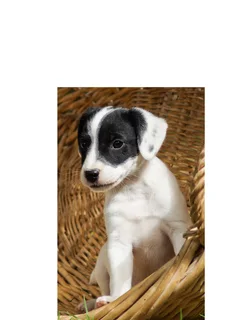 Wanted: Fox Terrier type puppies