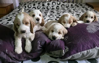 Orange Ronan Spanial Puppies